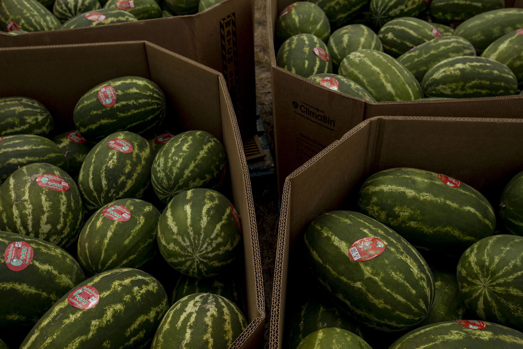 080220-news-watermelonfest 04.jpg